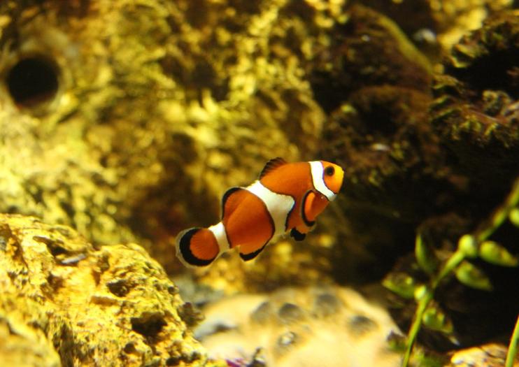 SEA LIFE® Loch Lomond